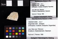 Foto (Objket + Etiketten) von Diogenidae indet. 